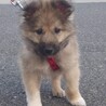 元野犬仔犬男の子です。ずっとの家族探しています。 サムネイル3