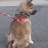 元野犬仔犬男の子です。ずっとの家族探しています。 サムネイル4