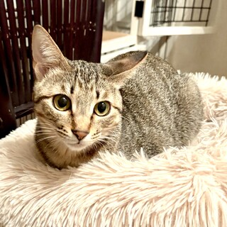 2025年4月生まれ　活発女子のRieちゃん