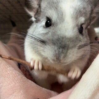 元気いっぱいチンチラを可愛がってくれる方