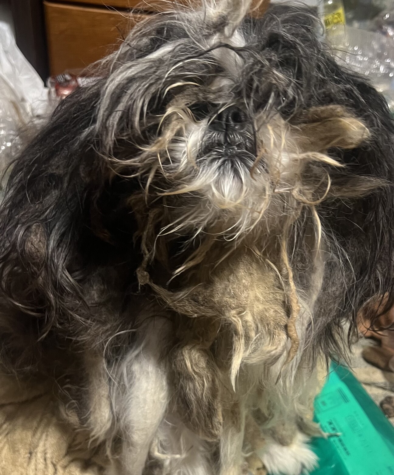 「里親募集 シーズーと狆の...」愛知県 - 犬の里親募集(531781) 1枚目の画像 :: ペットのおうち【里親決定25万頭！】