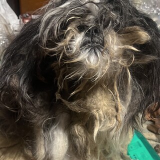 里親募集　シーズーと狆のミックス