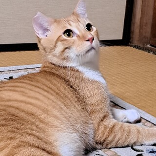 穏やかな茶白くん