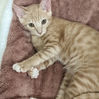 優しいミルクティー色♡ひいろ