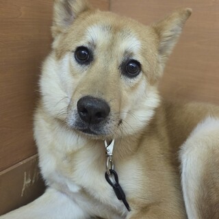 くりくりおめめの【倫太郎】くん