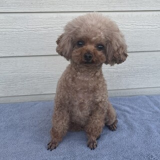 タイニープードルの女の子