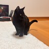 黒猫の女の子  推定3〜4ヶ月 メルクル(仮名) サムネイル5