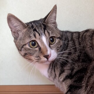 お顔も目もまん丸な女の子