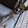 雑種の男の子　アッサムくん サムネイル2