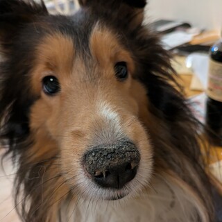 シェルティ雄里親親様至急募集