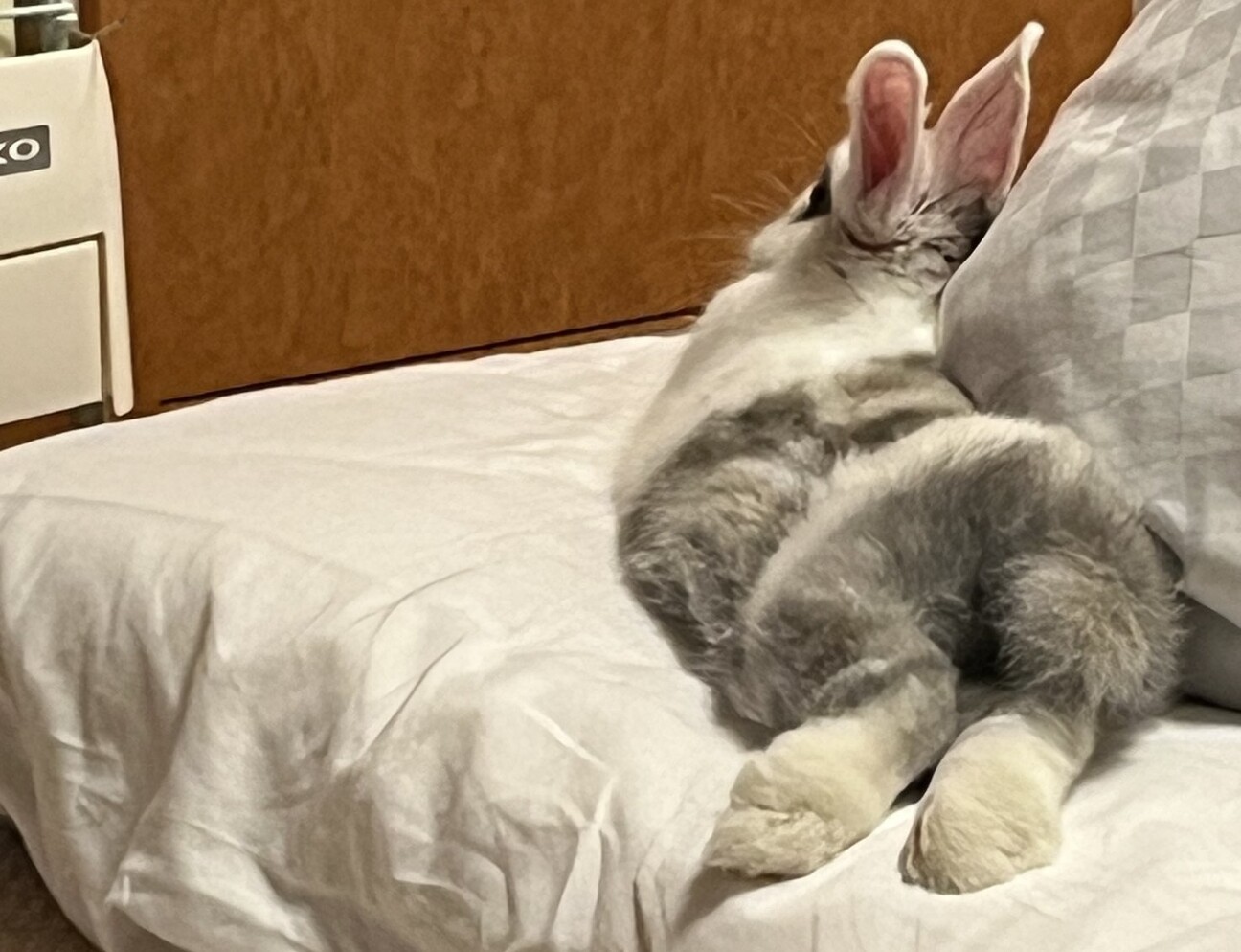 うさぎ（女の子）の里親さま募集 サムネイル2