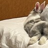 うさぎ（女の子）の里親さま募集 サムネイル2