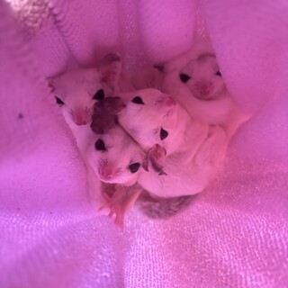 プラチナ・リーシュー•ノーマル6匹家族里親募集