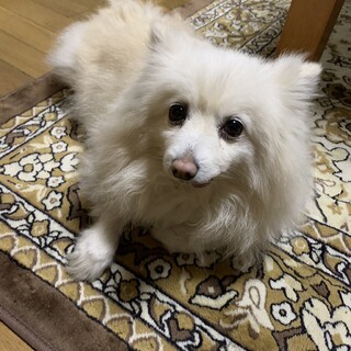 ポメラニアンの女の子です！