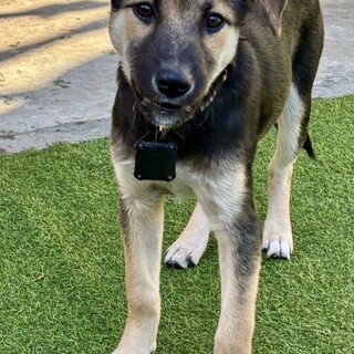 【MIX犬】中型子犬の天真爛漫な女の子