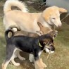 【MIX犬】中型子犬の天真爛漫な女の子 サムネイル7