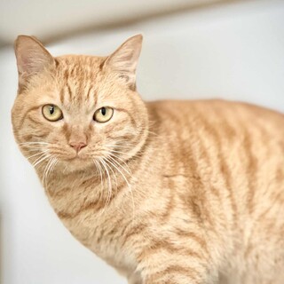 遊ぶのと抱っこが大好き！な茶トラ男子「ネット」くん