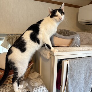 2024年5月生まれ 慎重派のハクくん