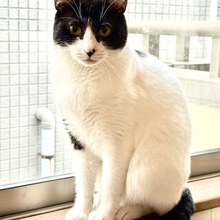 推定2歳　お目目クリクリのにこちゃん