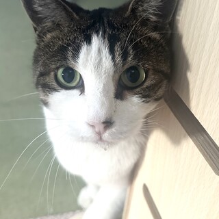 電話ボックスで雨風しのいでいた賢い美猫君