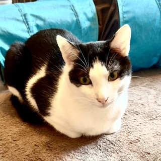 2024年5月生まれ 好奇心旺盛なコクくん