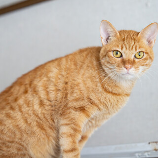 遊ぶの大好きな茶トラ男子「おめ」くん