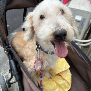 ネグレクトを生き抜いた、笑顔がかわいいおじいちゃん