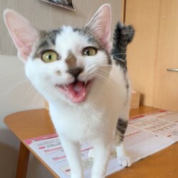 保護猫譲渡会開催中！！★予約不要★どうぞお気軽にお越しください(^o^)