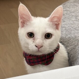 【人馴れ訓練中】うるうる瞳がかわいい白猫子猫