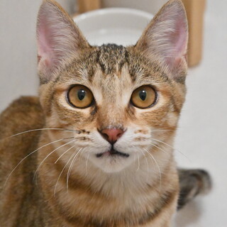 山乃：薄めの毛色が美しい女の子 