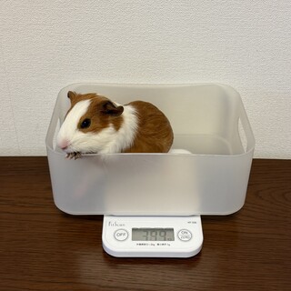 ※お話中※  モルモット　里親さま募集