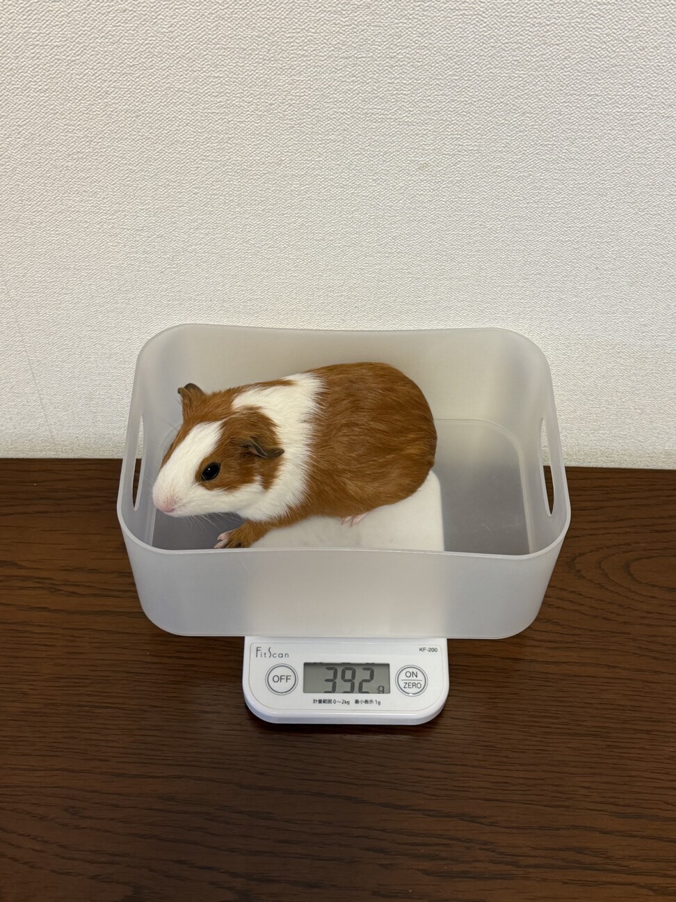 ※お話中※  モルモット　里親さま募集 サムネイル2