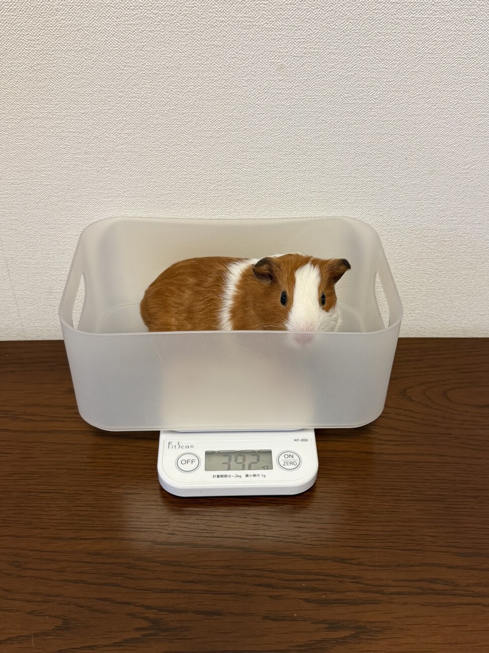 ※お話中※  モルモット　里親さま募集 サムネイル3