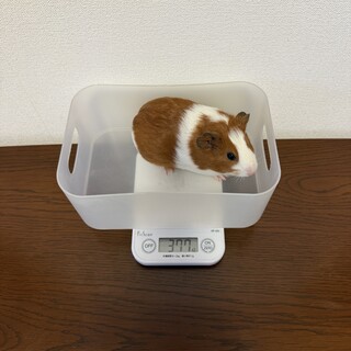 ※お話し中※ モルモット　里親さま募集