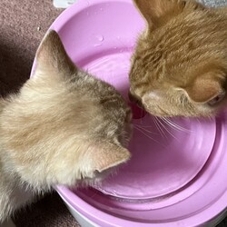 ウォーターファウンテン