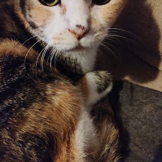 人が大好き甘えん坊な美人さん