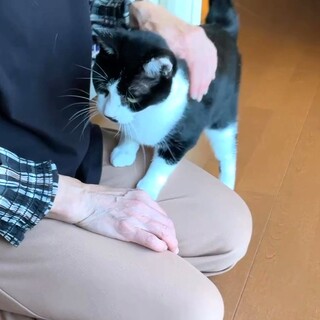 甘えたがりの白黒ナナオちゃん