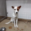 人馴れ抜群の迷子犬　収容期限12/9朝まで