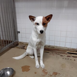 人馴れ抜群の迷子犬　収容期限12/9朝まで