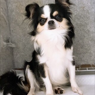 大きめチワワのララちゃん」大阪府 - 犬の里親募集(91564) :: ペットの