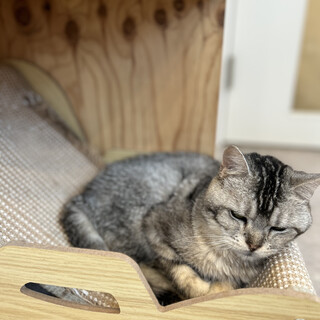 第二の猫生を幸せに。ポパイくん