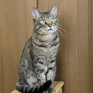 甘えん坊なキジトラ男子「ゆべし」くん