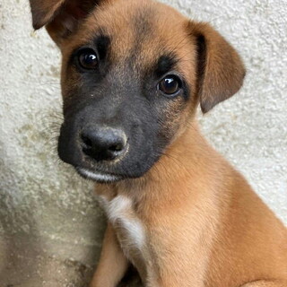 人が大好きムダ吠えなしメス子犬