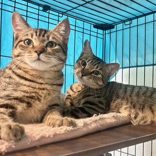 【12/7三田】南青山生まれの丸顔兄弟