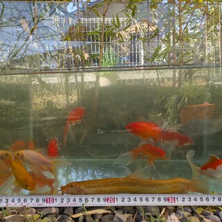 ドジョウ1匹と金魚10匹