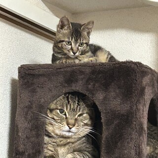 人に見捨てられた仔