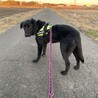 ずっとのお家見つかりました！ サムネイル4