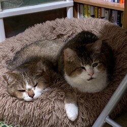 １２月７日パニャリンピックミニー障害猫さんの譲渡会 サムネイル2