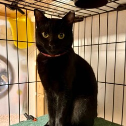 １２月７日パニャリンピックミニー障害猫さんの譲渡会 サムネイル3