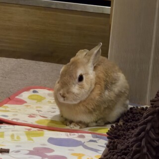 保護うさぎ岐阜っ子　オトナでもちっちゃいチビくん